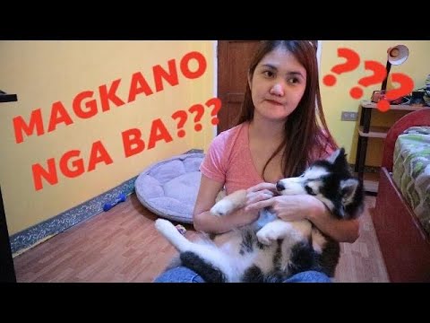 MAGKANO NGA BA ANG SIBERIAN HUSKY?