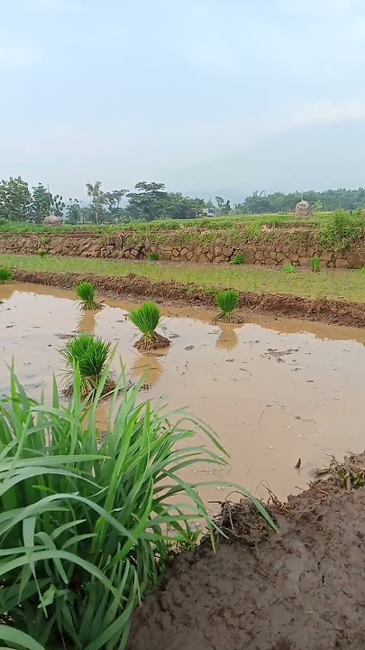 Your heart will be calm if you remember this #quotes #selfmotivation #wisewords #lifemotivation #...