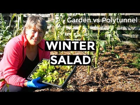 winter-salads-|-garden-vs-polytunnel-(2019)