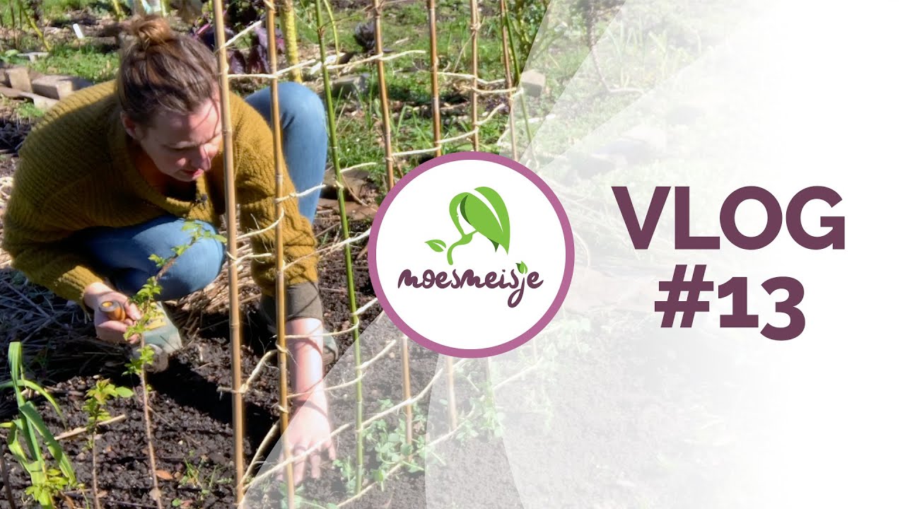 MOESTUIN VLOG #13 | Sugarsnaps en peultjes planten | knoflook bemesten | rondje moestuin en meer!