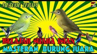 Pleci Lombok Isian Mewah|Kecial Kuning Gacor Full Isian|Pancingan Burung Kecial Kuning|Pleci Lombok