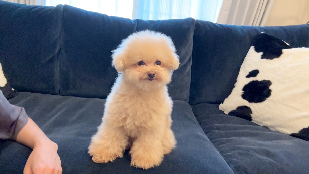 最近買ったものや、愛犬のふわふわ事情を色々語ります - YouTube