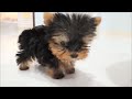 Йоркширский терьер.  Yorkshire Terrier