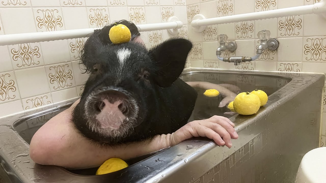 マイクロブタと一緒にゆず湯に入ってみたら気持ちよさそうな顔に癒された