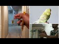 From Handfeeding to free flight indoor. Step by step tutorial