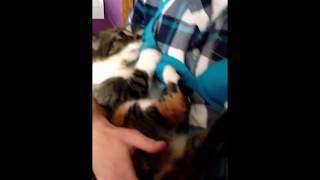 Friend 'breast Feeding' A Cat Friend 'breast Feeding' A Cat