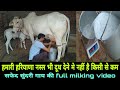 Full live milking video हरियाणा नस्ल की गाय ने कितना दूध निकाला Top beautiful Haryana Desi Cow
