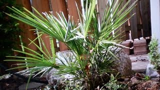 Windmill Palm Reveal after the Winter (Zone 6 Ontario Canada)