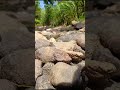 kali samping rumah #shortsvideo #shortsviral #shots