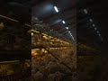 What an Open Aviary System Looks Like in a Poultry Farm