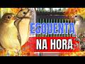 Melhor Piado de fêmea de papa capim para Esquentar papa capim e Levantar papa capim frio