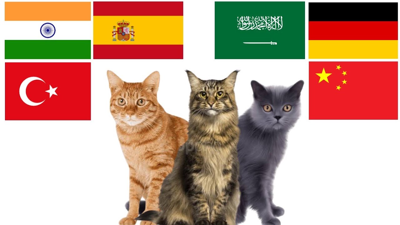 Cat in world different languages meme | Onxe media - YouTube