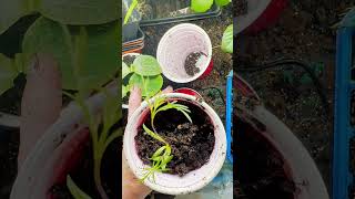 THIS SHOULDN'T BE Happening to Your Seedlings 👀🌱 #Shorts