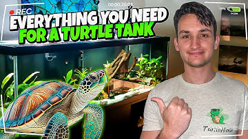 What Do You Actually Need for a Turtle Tank??