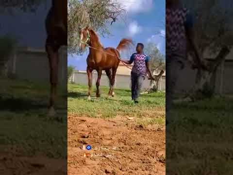 الخيل والليل والبيداء تعرفني والسيف والرمح والقرطاس والقلم