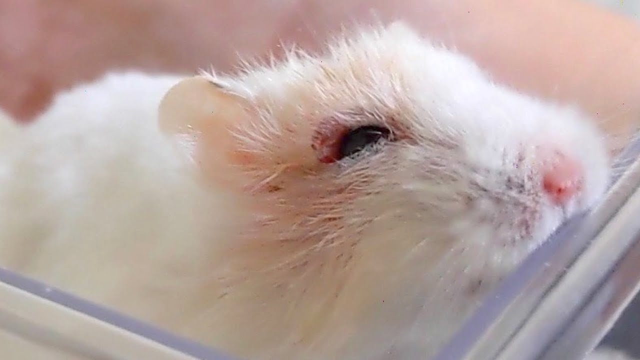 My Hamster Ended Up Covered in Blood After Eye Surgery - YouTube