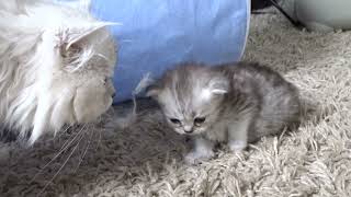 ragdoll kittens 20 days old #ragdoll #ragdollcats #ragdollkitten