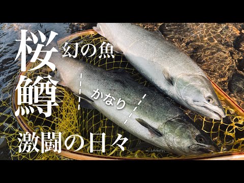【子吉川】サクラマスとの 激闘のドラマ!!ヒットルアー紹介