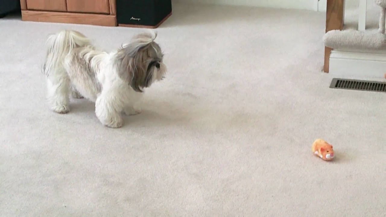 Shih Tzu dog Lacey's 2nd birthday and Zhu Zhu pet hamster YouTube