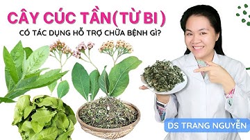 Cây cúc tần(từ bi) một cây thuốc Nam quý? Thành phần và những tác dụng hỗ trợ chữa bệnh