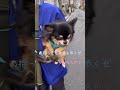 歩くの大好き！お散歩大好き！抱っこされても空中歩き！みんな可愛い俺を見て！【犬のチワワのクゥちゃん 】#shorts #散歩 #犬