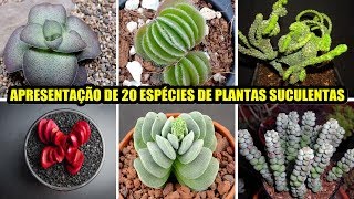 20 espécies de plantas suculentas para a Identificação Gênero Crassula