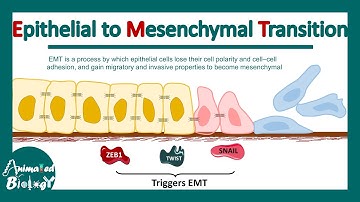 Epithelial to Mesenchymal Transition | EMT | Molecular mechanism of EMT | significance of EMT