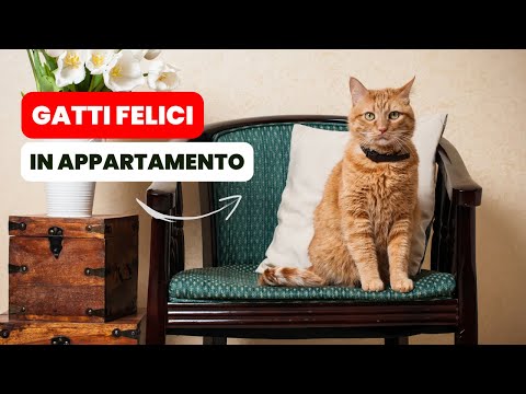 Video: Come mantenere felice il tuo gatto all'interno della casa