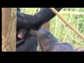 Bonobo infant making funny faces