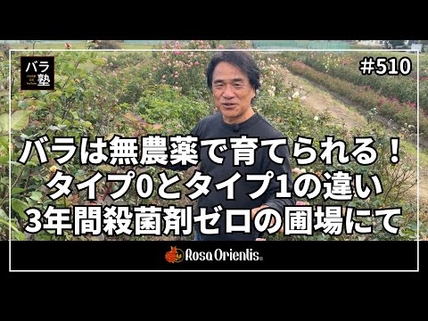 510 Roses can be grown without pesticides! The difference between