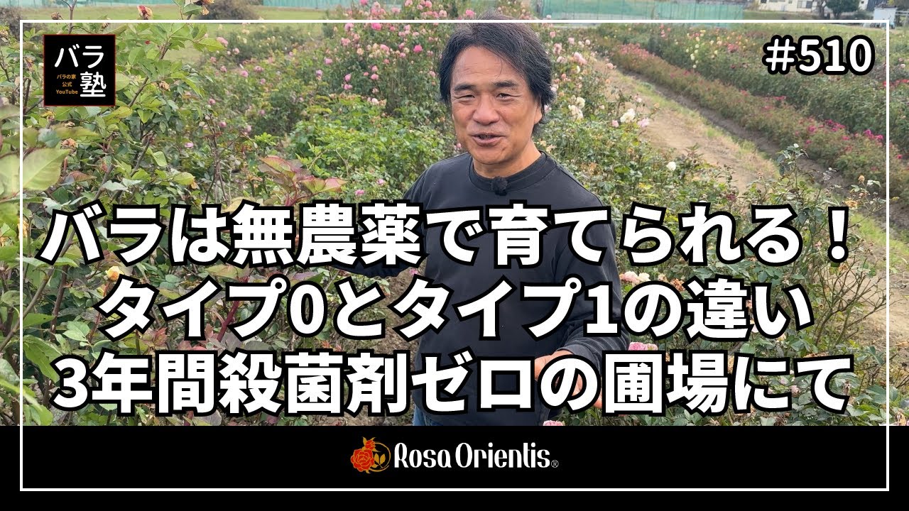 510 Roses can be grown without pesticides! The difference between