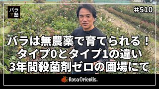 510 Roses can be grown without pesticides! The difference between