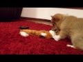 Corgi puppy 15 mins w/ Crazy Critters Fox squeak toy