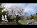 [SAKURA DRONE 4K] 筆甫のウバヒガン桜（Hippono Ubahigan）宮城県丸森町｜桜ドローンプロジェクト2026