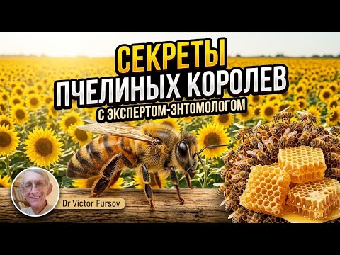 Энтомолог про секреты пчелиных маток, или королев, и гусениц и коконы тутового шелкопряда.