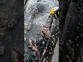Blue whale rescue , #whalerescueocean