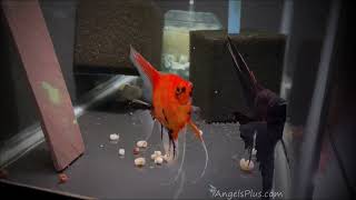 Black Splash x Koi Angelfish Breeding Pair 3326