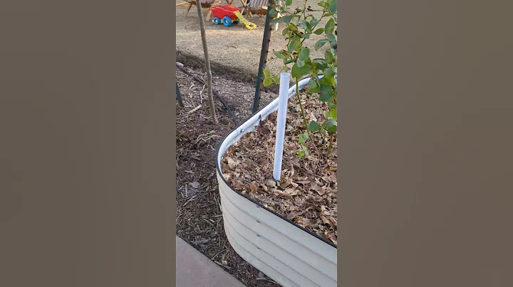 Winter is for planting berries and grafting. Blueberries, blackberries, raspberries. #orchard #berry