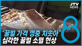 2년째 꿀벌 소멸... 양봉농가 ' 속앓이' screenshot 4