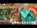 Happy Halloween かぼちゃ王子と人参畑【チャップ・ダンダンウー】