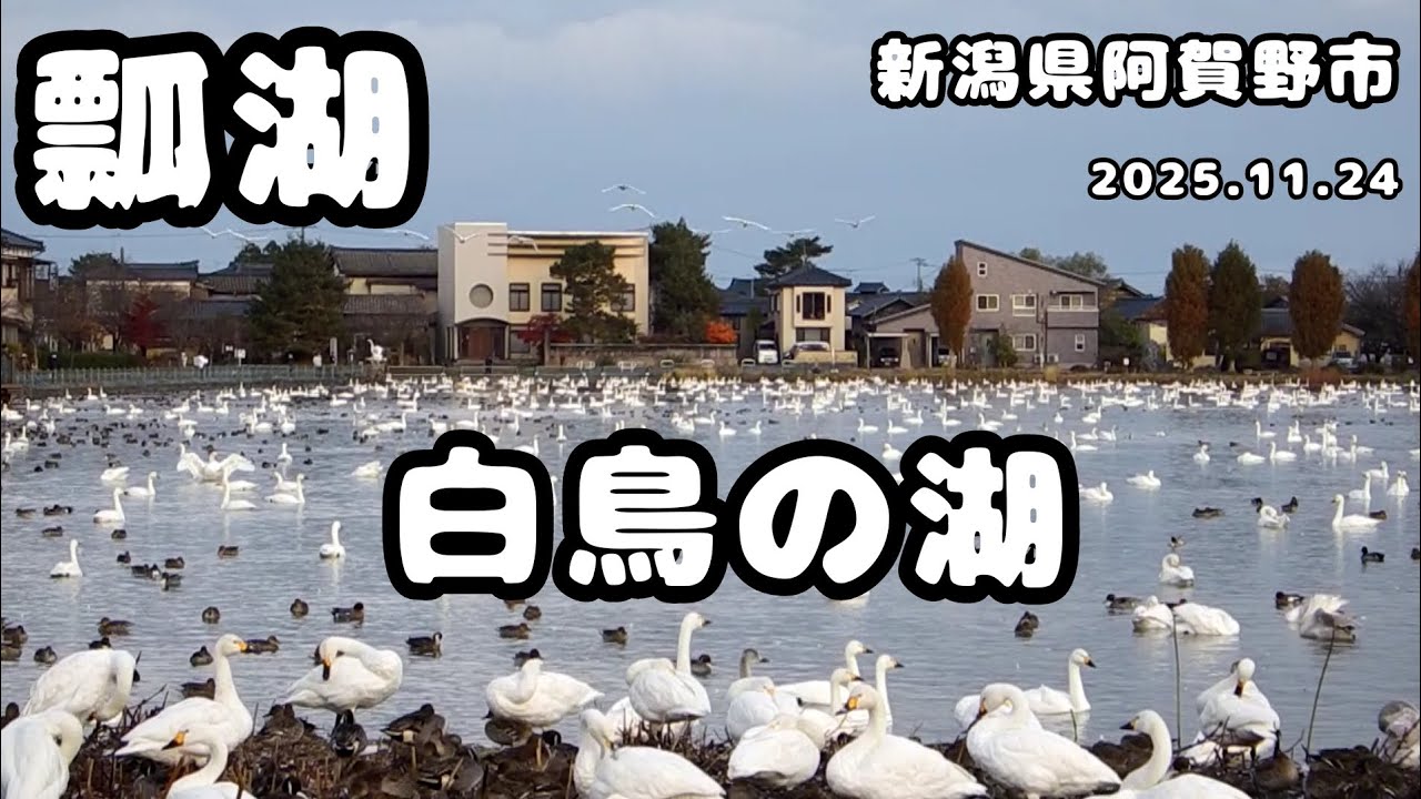 白鳥の湖～瓢湖～新潟県阿賀野市 2025.11.24 朝