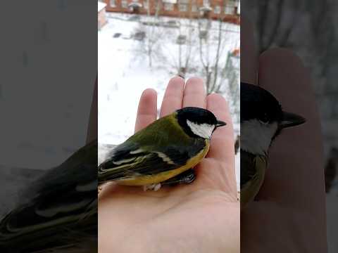 Ко мне прилетели синицы, укус птички. The tit birds came to me, bird bite. #птицы #birds