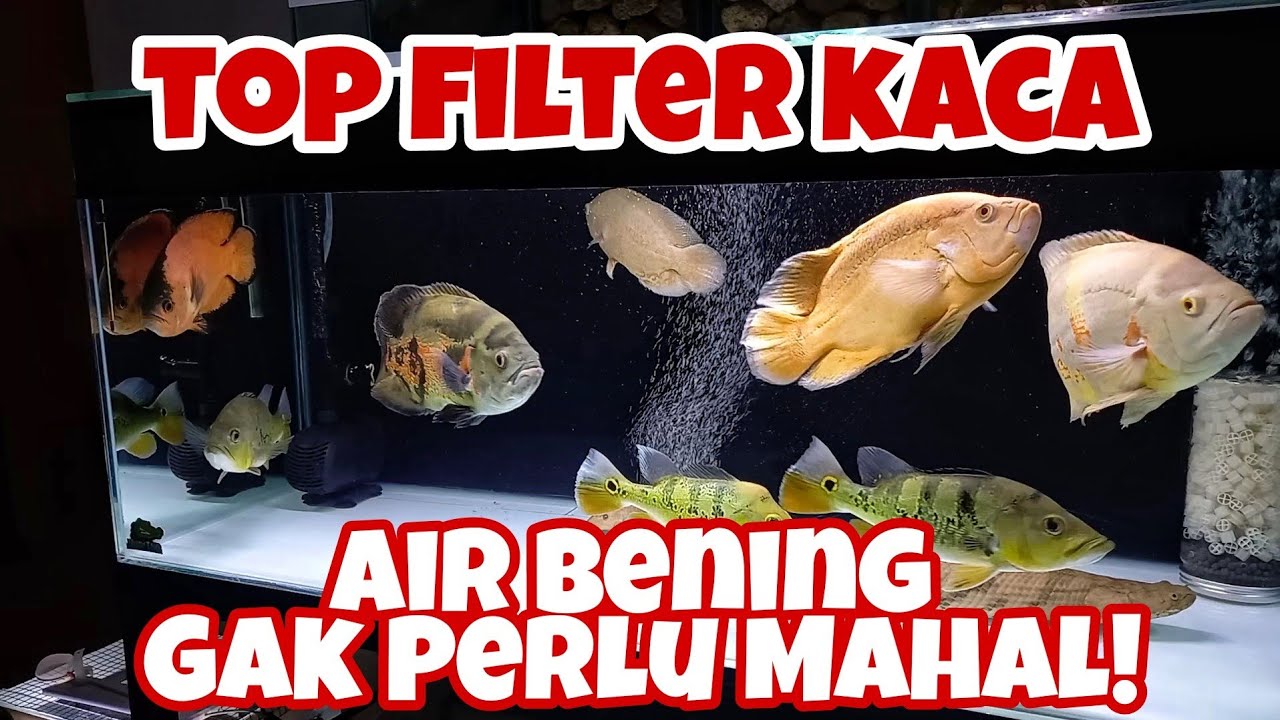 #TIPS Top Filter Kaca Aquarium Ikan Predator | Oscar | Peacock Bass # ...