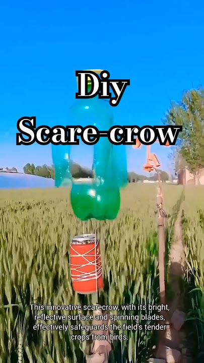 Gleaming Scarecrow: Modern Bird Deterrent for Crops