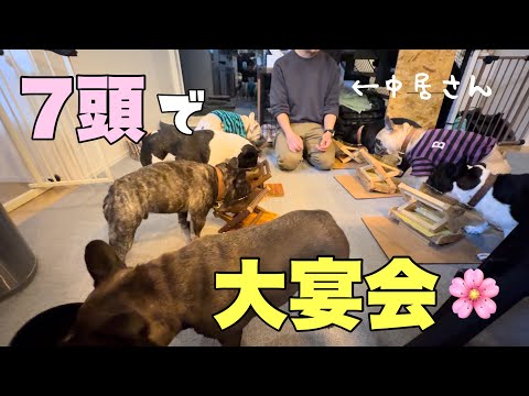 フレンチブルドッグ7頭で晩御飯！宴会場みたいな景色が笑えるｗｗ