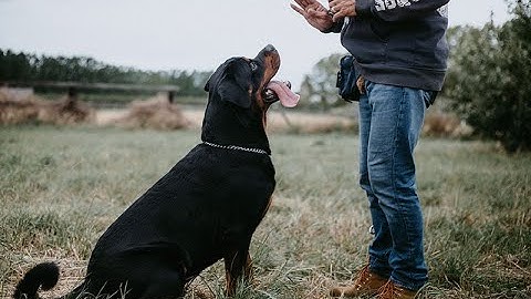 Basic Dog Training TOP 10 Essential Commands Every Dog Should Know