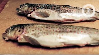 Радужная форель запеченная с овощами Радужная форель запеченная с овощами