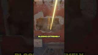 New Meta Window Smoke From Spawn Mirage #shorts #cs2