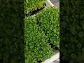 Микрозелень семян Чиа 🌱/Chia seed microgreens #микрозеленьдома #полезнаяеда #полезныесоветы