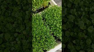 Микрозелень семян Чиа 🌱/Chia seed microgreens #микрозеленьдома #полезнаяеда #полезныесоветы